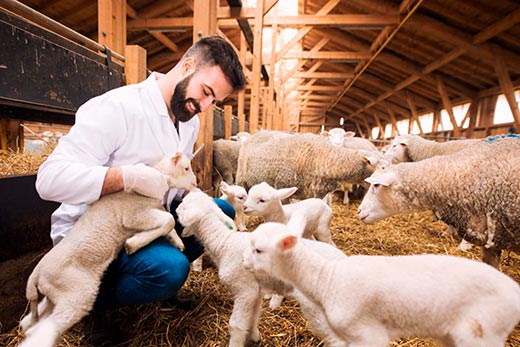 veterinario cerca de mi